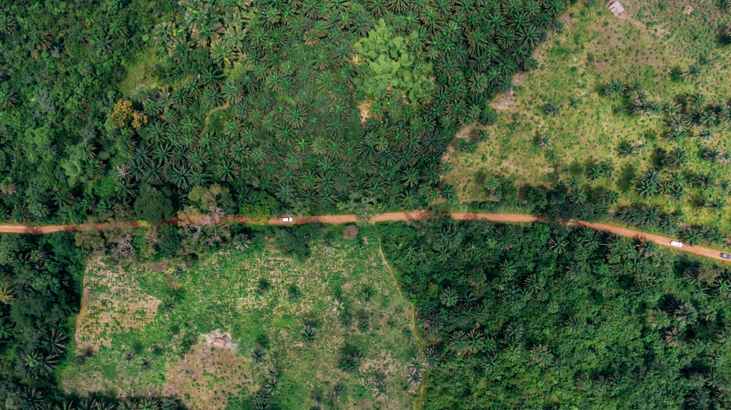 A wide angled view of a forest with a road going through it